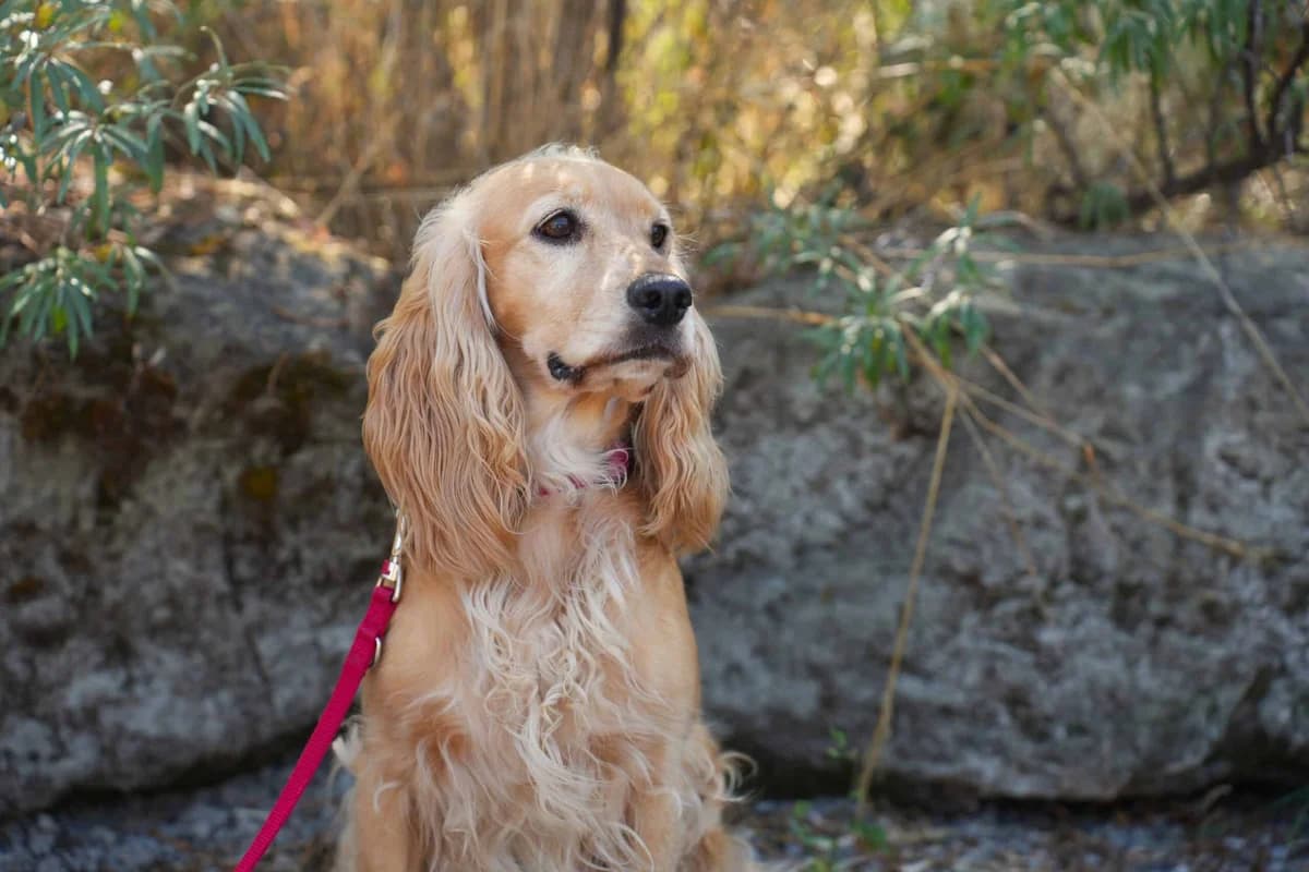Momo, braun female 6yo Cocker Spaniel for adoption at Berner Tierzentrum