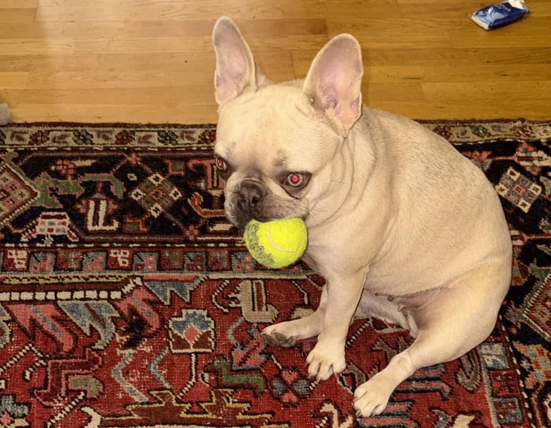 Kyla, beige female young French Bulldog for adoption at Berner Tierzentrum