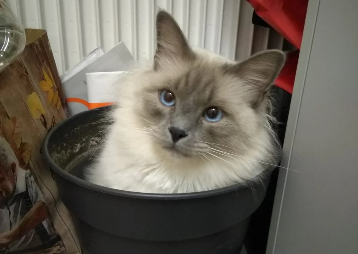 Jimmy, weiss male senior Birman for adoption at Berner Tierzentrum
