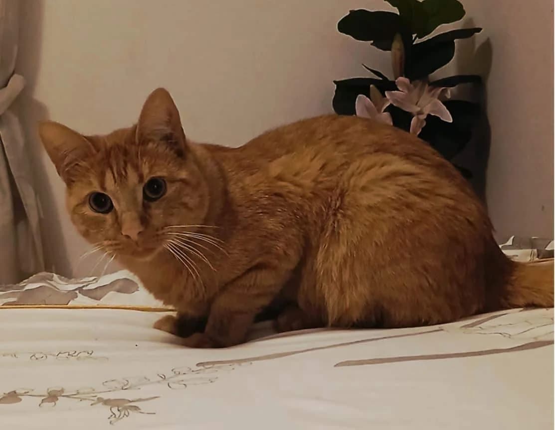 Yano, male 5yo Mixed Breed Cat for adoption at Berner Tierzentrum