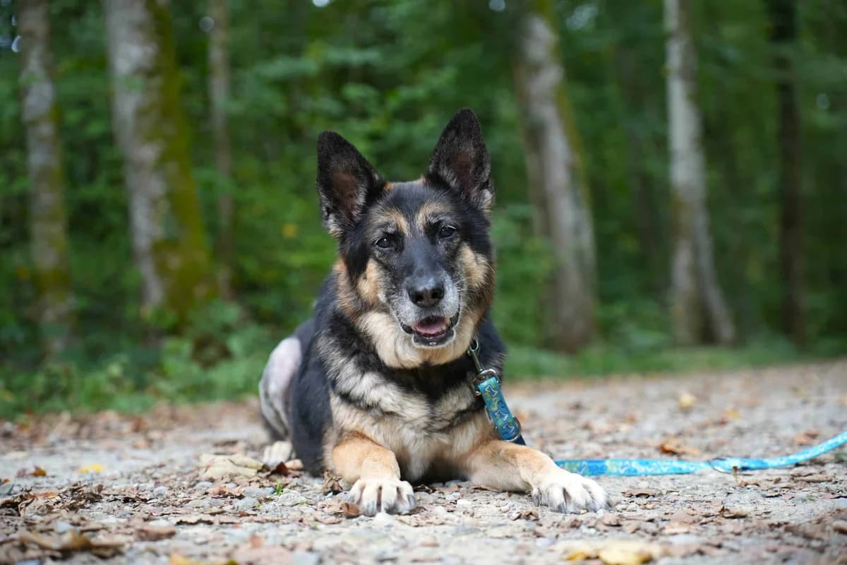 Kimba, braun female senior German Shepherd for adoption at Berner Tierzentrum