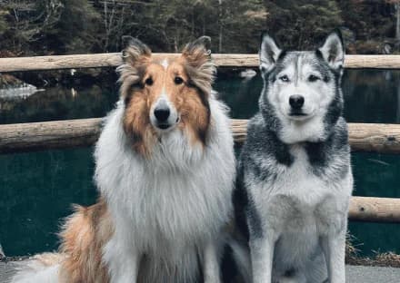 Lobo & Hobbes, male 7yo Husky for adoption at Berner Tierzentrum