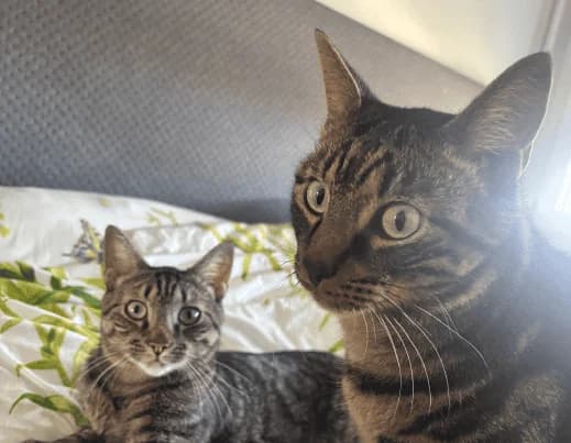 Bobi & Lio, getigert male Mixed Breed Cat for adoption at Berner Tierzentrum
