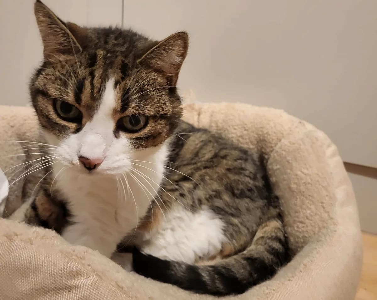 Shirley, getigert female senior Mixed Breed Cat for adoption at Berner Tierzentrum
