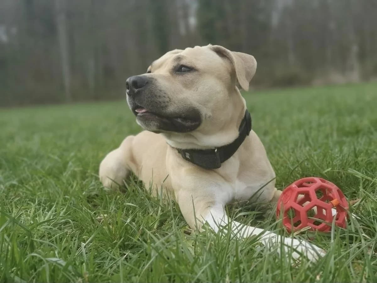 Odin, male 5yo American Staffordshire Terrier for adoption at Berner Tierzentrum