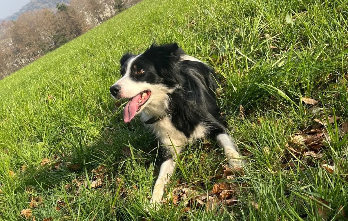 Mailo, schwarz male 5yo Border Collie for adoption at Berner Tierzentrum