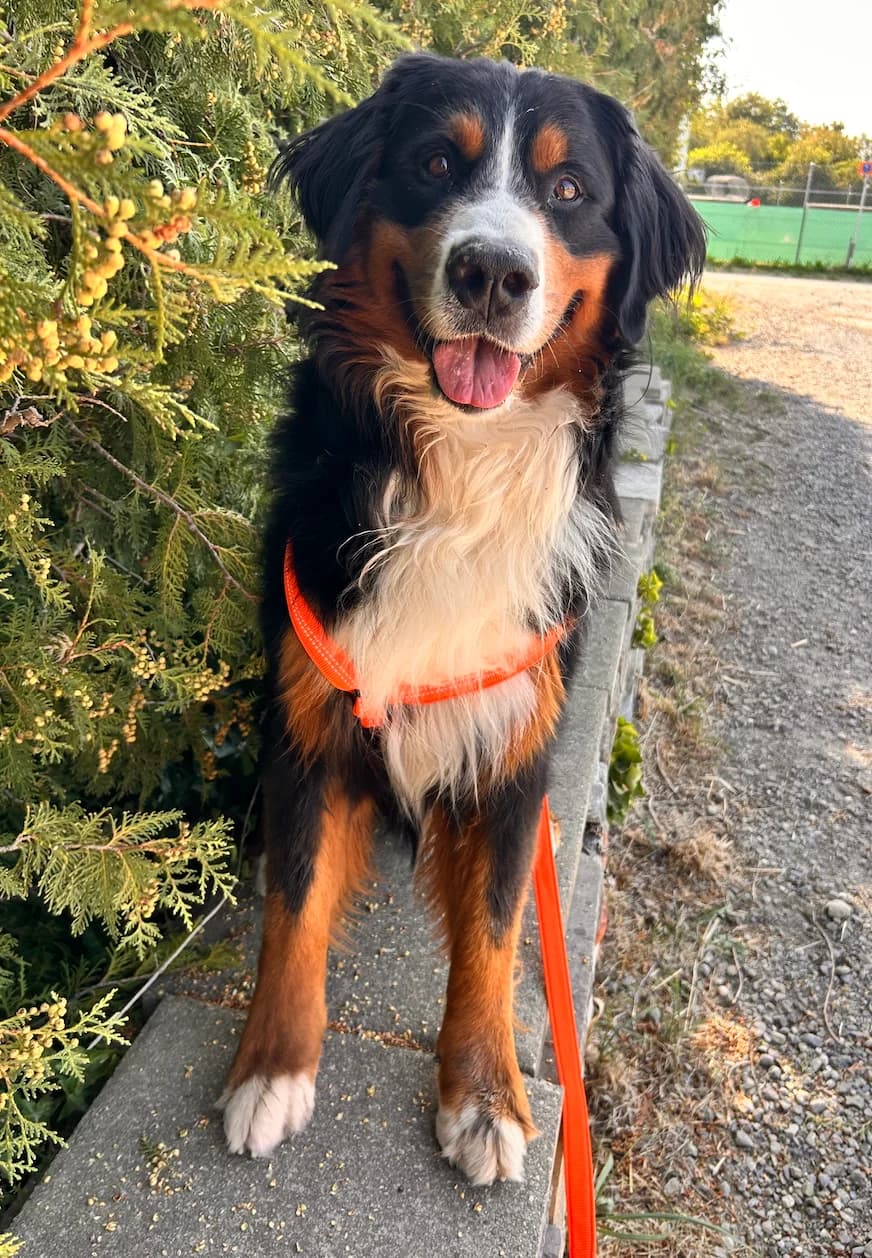 Bobby, Bernese Mountain Dog for adoption at Berner Sennenhunde in Not Schweiz, Bsin