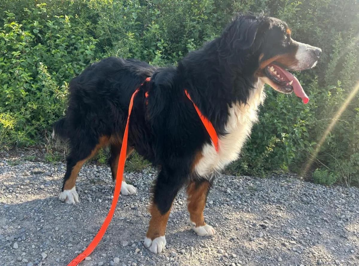 Chinook, Bernese Mountain Dog for adoption at Berner Sennenhunde in Not Schweiz, Bsin