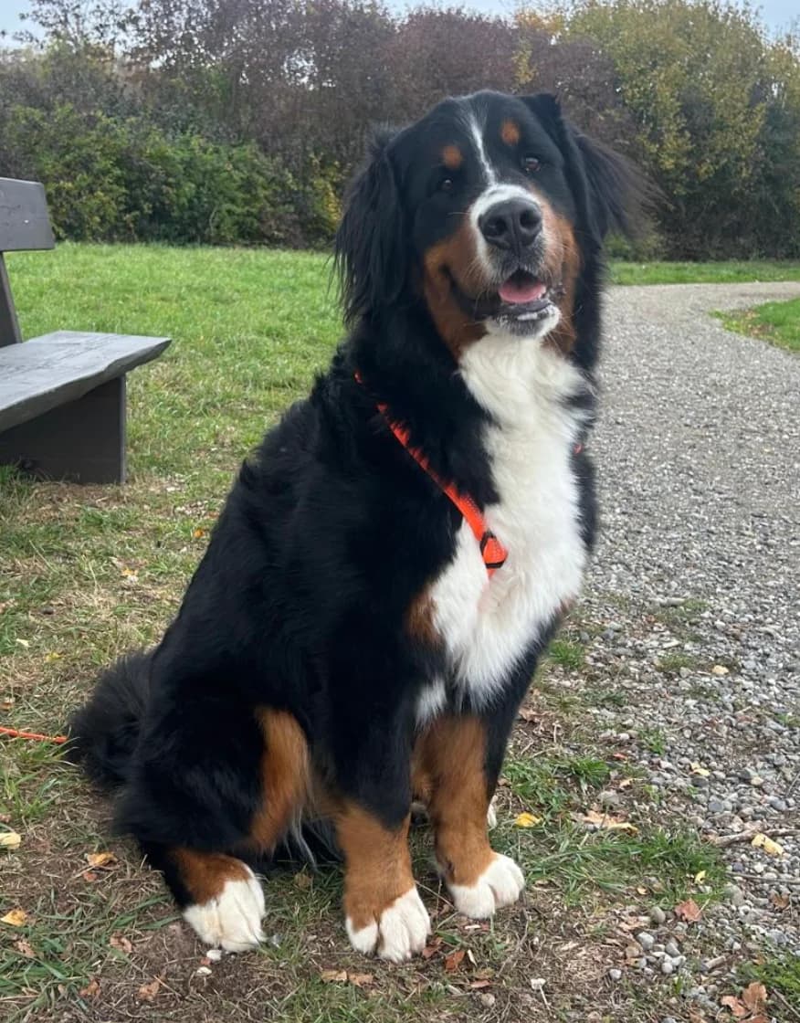 Marly, Bernese Mountain Dog for adoption at Berner Sennenhunde in Not Schweiz, Bsin