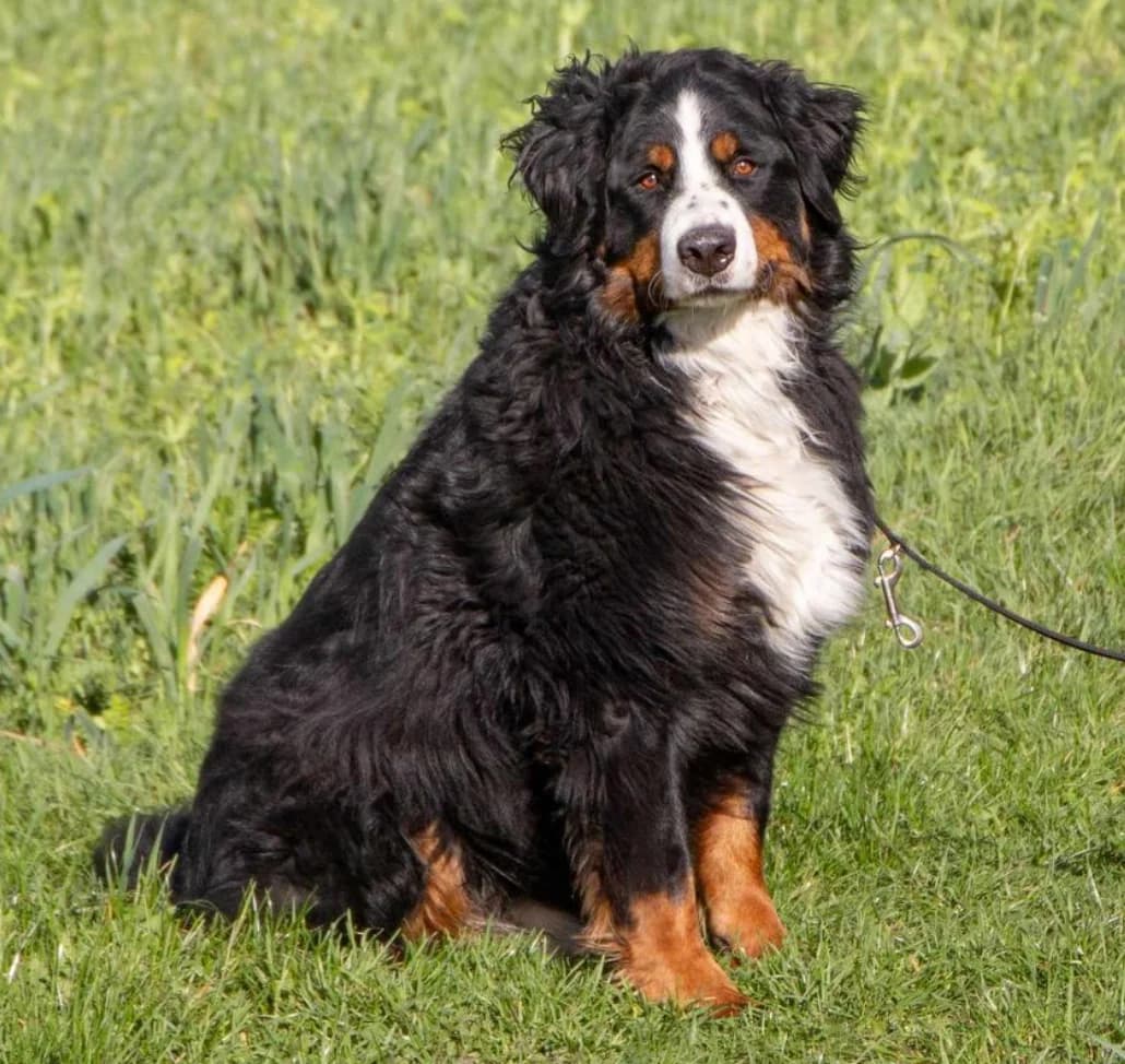 Rocky, Bernese Mountain Dog for adoption at Berner Sennenhunde in Not Schweiz, Bsin