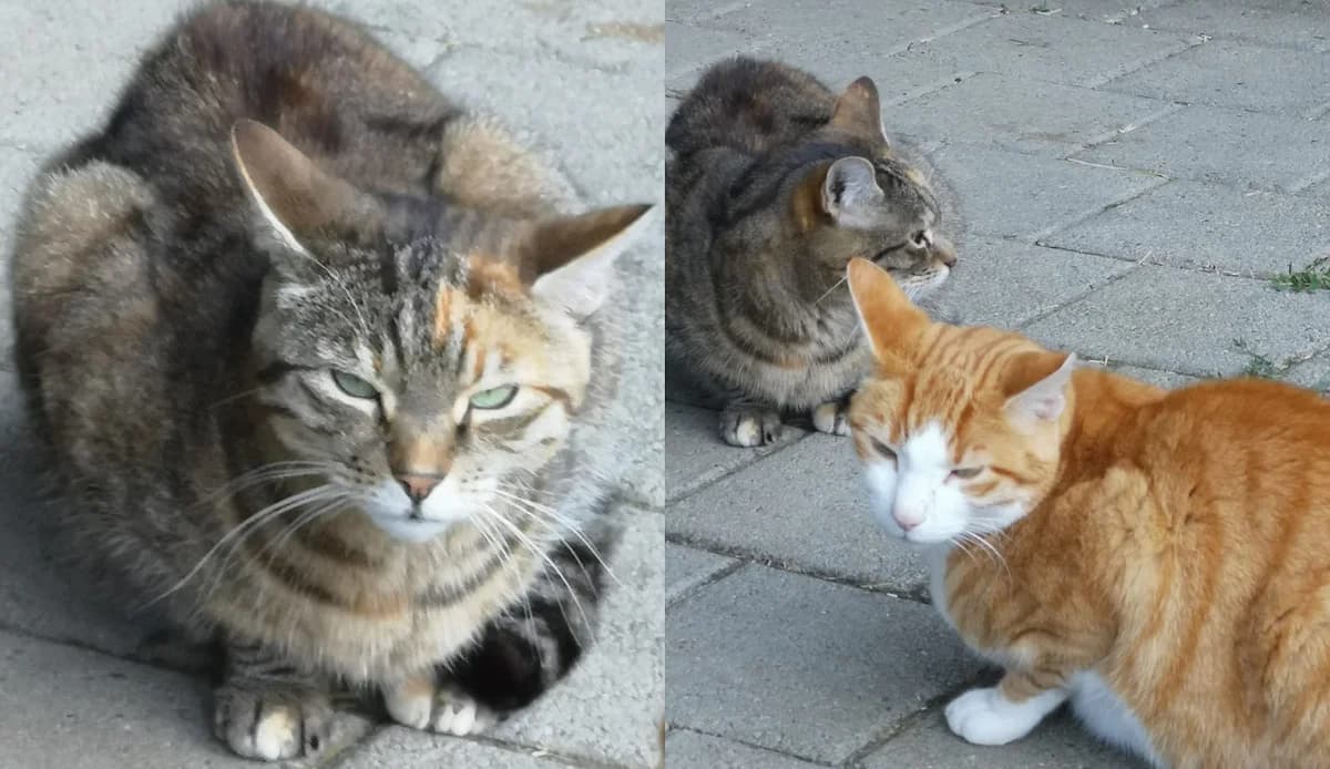 Gini und Timi, Mixed Breed for adoption at Chatzechörbli