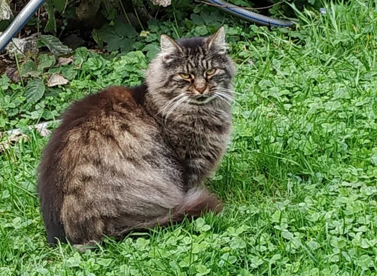 Schuschu, female 3yo Mixed Breed for adoption at Chatzechörbli