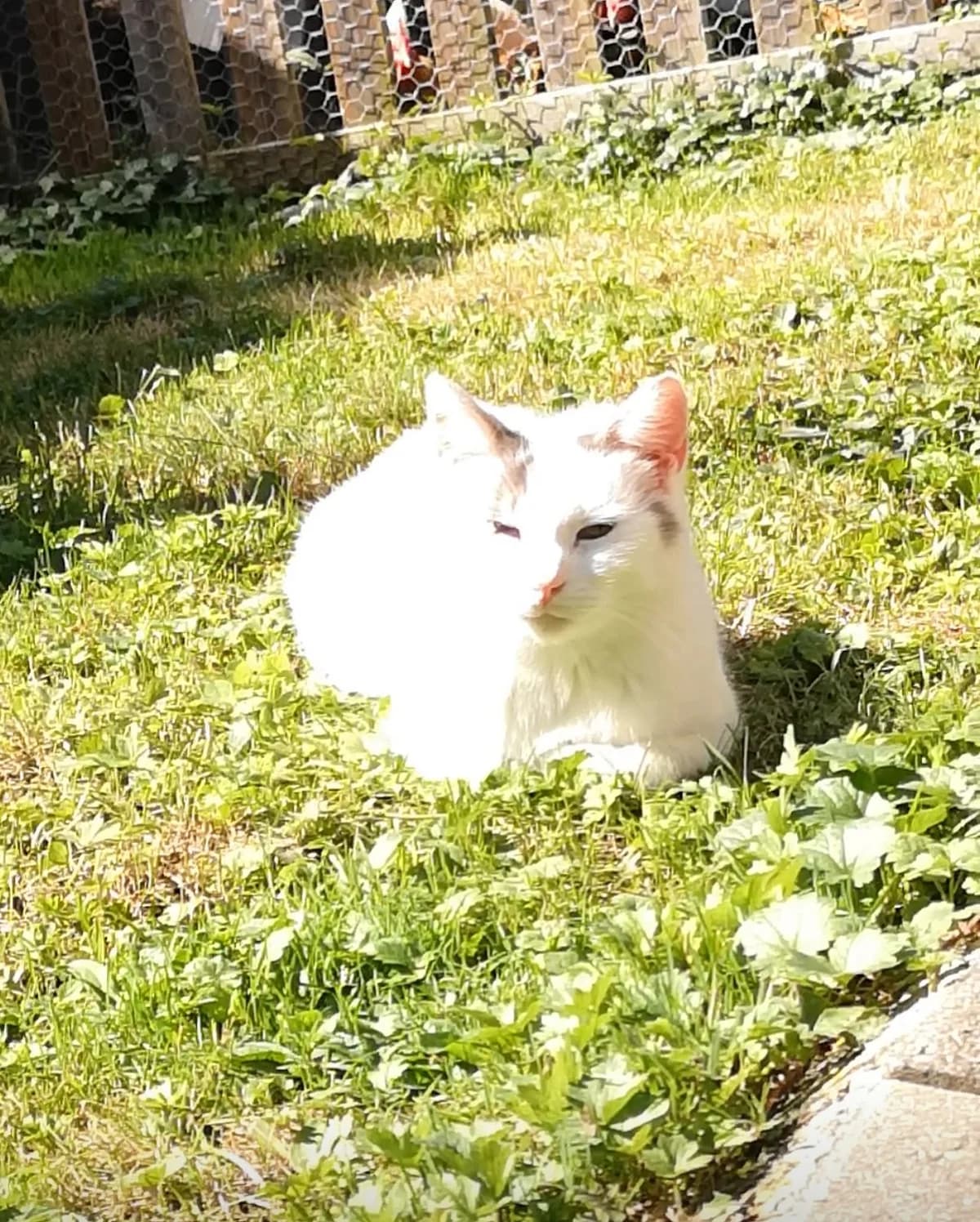 Strizzi, male Mixed Breed for adoption at Chatzechörbli