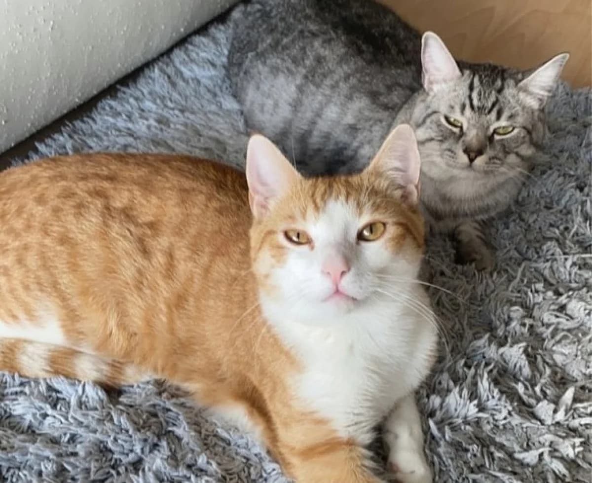 Balu & Zeus, male senior Mixed Breed for adoption at Chatzechörbli