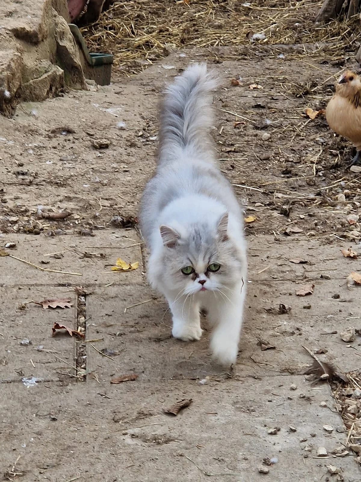 Chérie, female Mixed Breed for adoption at Chatzechörbli