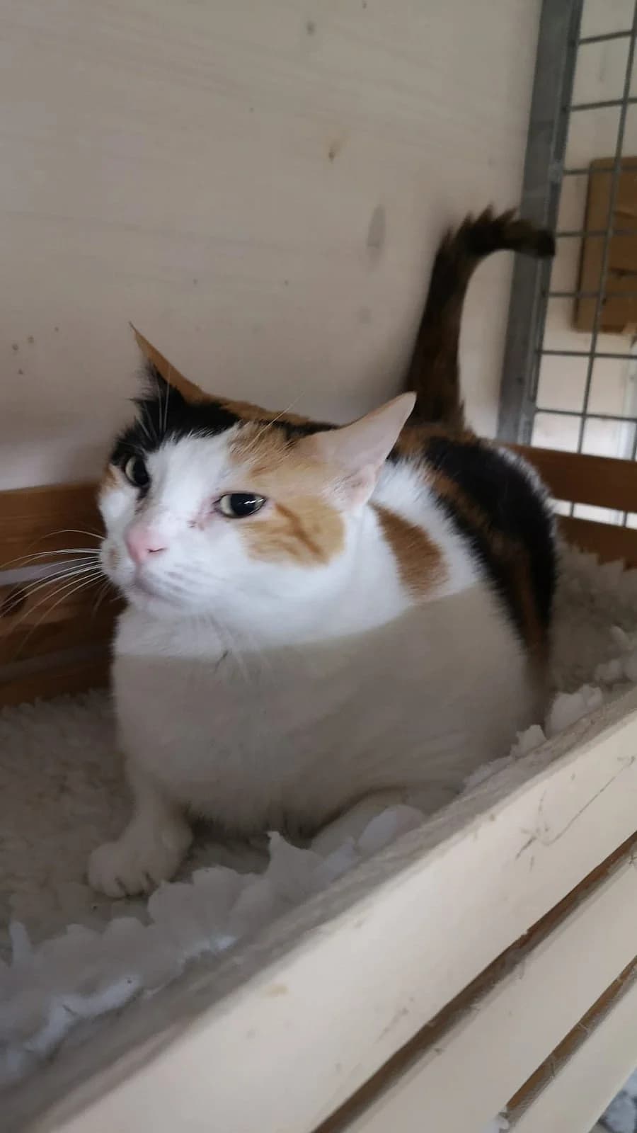 Daisy, female 7yo Mixed Breed for adoption at Chatzechörbli