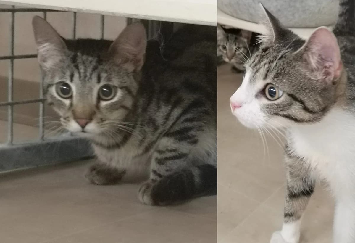 Django & Jack, male Mixed Breed for adoption at Chatzechörbli