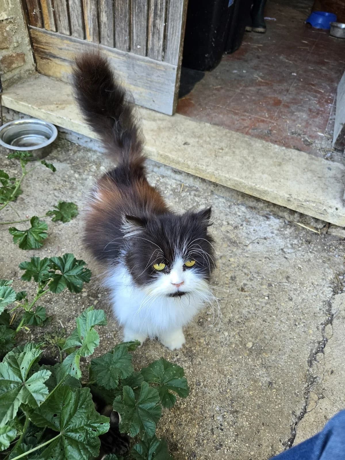 Enigma, female Mixed Breed for adoption at Chatzechörbli