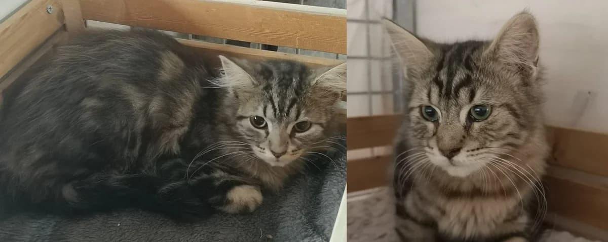 Jerry & Pumuckel, male Mixed Breed for adoption at Chatzechörbli