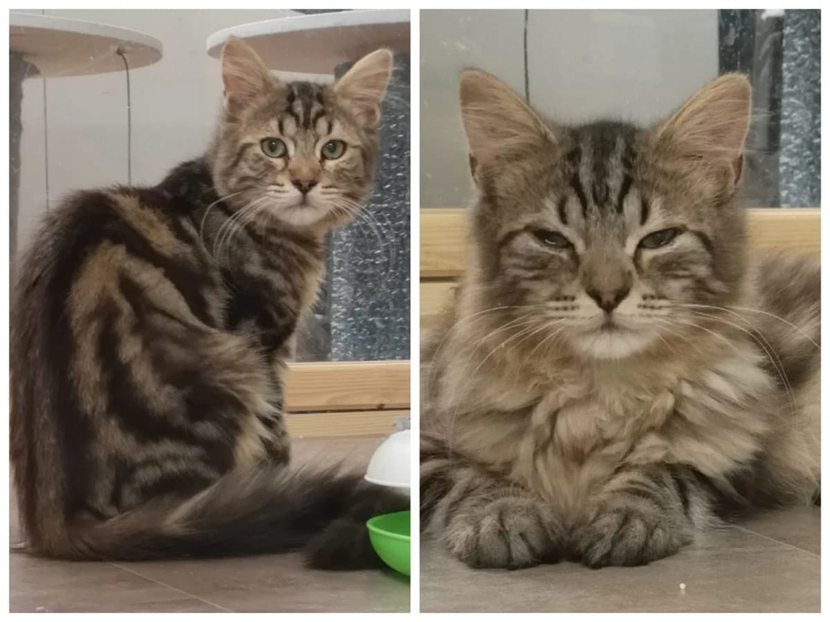 Jerry & Pumuckl, male Mixed Breed for adoption at Chatzechörbli