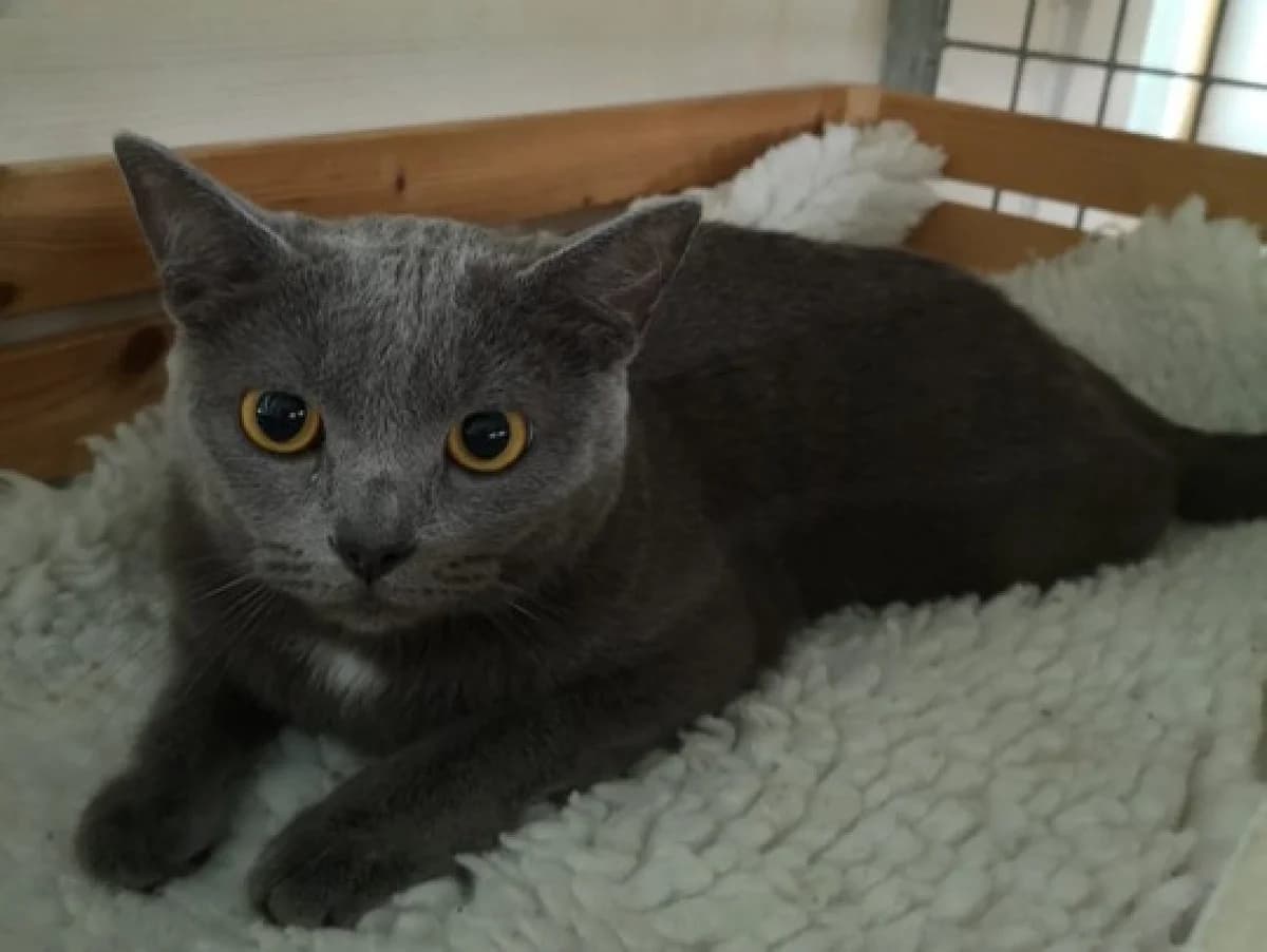 Lana, female Mixed Breed for adoption at Chatzechörbli