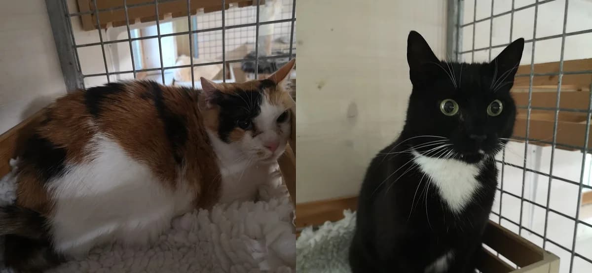 Nemesis & Raya, female 7yo Mixed Breed for adoption at Chatzechörbli
