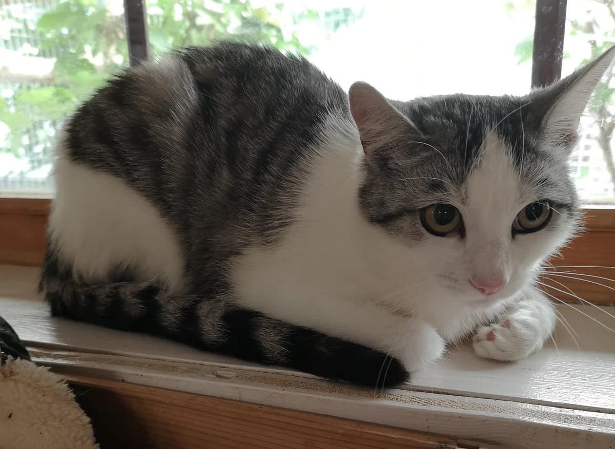 Sahara, female Mixed Breed for adoption at Chatzechörbli