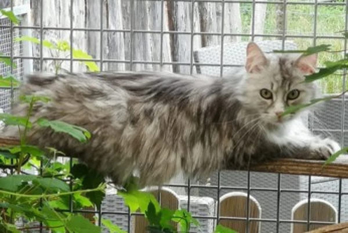 Smoky, female Mixed Breed for adoption at Chatzechörbli