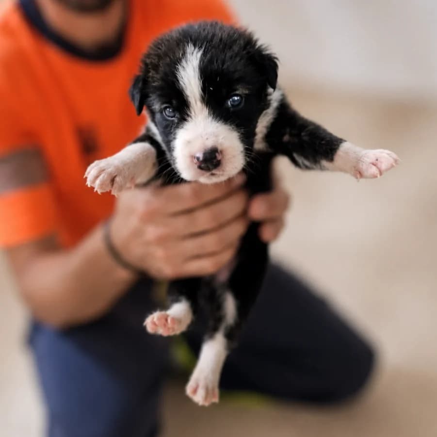ASHA, female puppy mixed breed for adoption at Association Coeurs de Chiens, Lausanne (VD)
