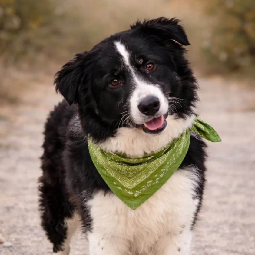COOPER, male young Border Collie for adoption at Association Coeurs de Chiens, Lausanne (VD)