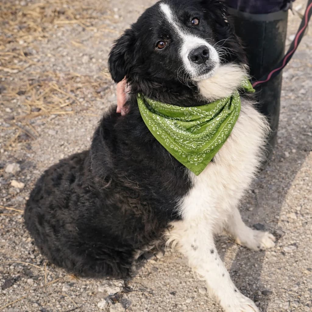 COOPER, male young Border Collie for adoption at Association Coeurs de Chiens, Lausanne (VD)