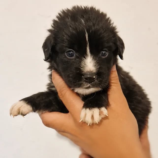 COSMO - Mâle - Croisé, male puppy Mixed Breed for adoption at Association Coeurs de Chiens, Lausanne (VD)