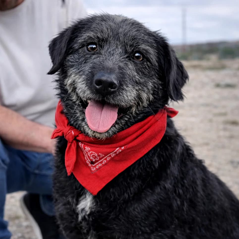 MALO, male young Mixed Breed for adoption at Association Coeurs de Chiens, Lausanne (VD)