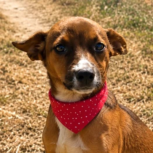 NANO, male puppy Podenco for adoption at Association Coeurs de Chiens, Lausanne (VD)