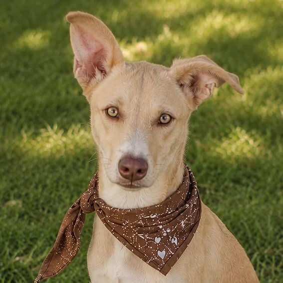 NUMA, male puppy Podenco for adoption at Association Coeurs de Chiens, Lausanne (VD)