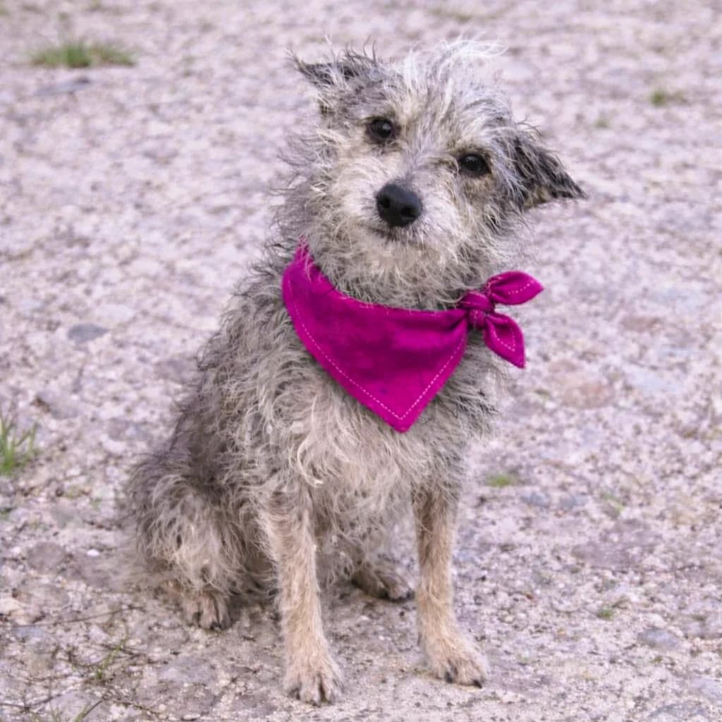 ROSALIE, female 3yo Yorkshire Terrier for adoption at Association Coeurs de Chiens, Lausanne (VD)