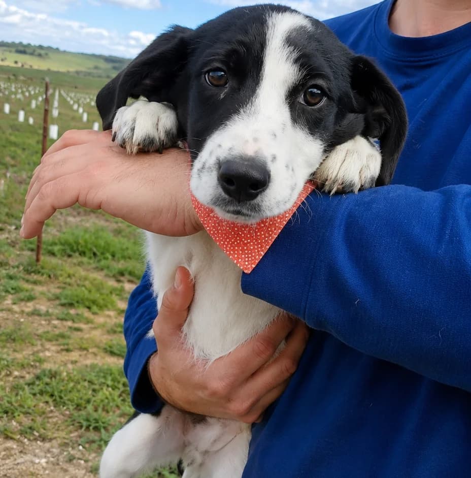 SIRA, female puppy mixed breed for adoption at Association Coeurs de Chiens, Lausanne (VD)
