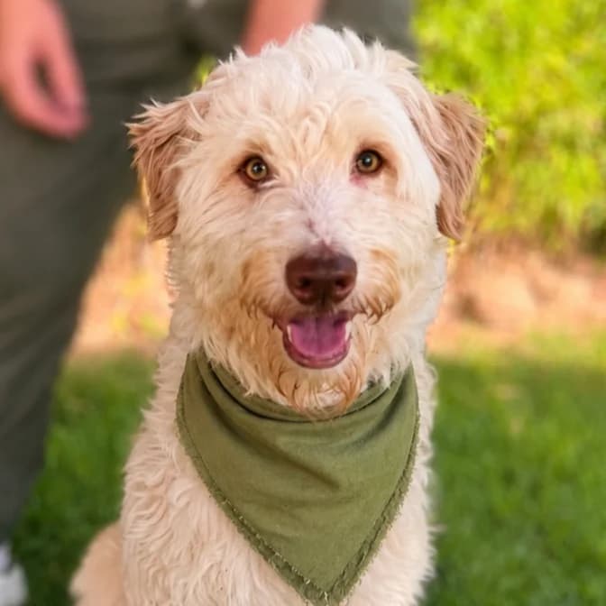 YUKI, male 3yo mixed breed for adoption at Association Coeurs de Chiens, Lausanne (VD)
