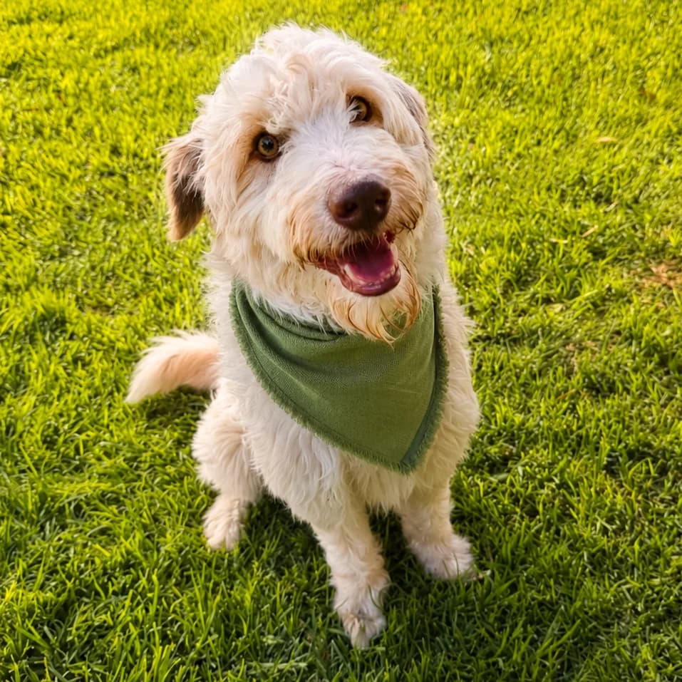 YUKI, male 3yo mixed breed for adoption at Association Coeurs de Chiens, Lausanne (VD)