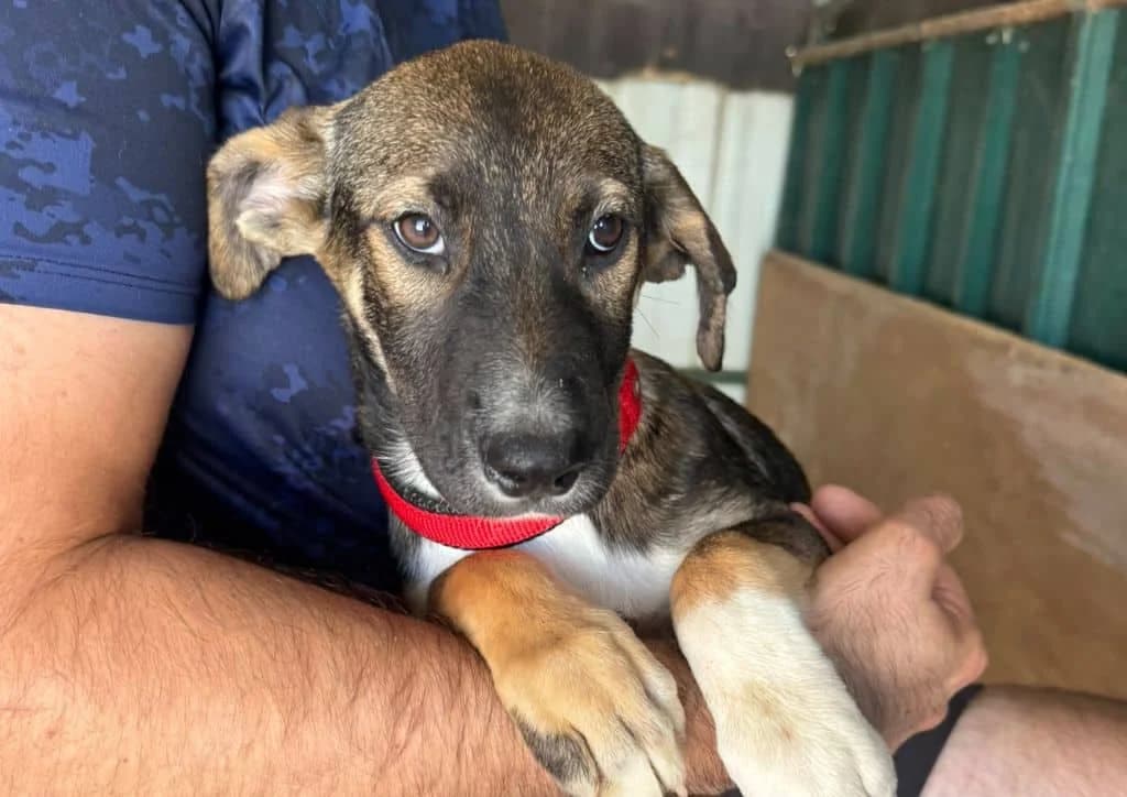 Ariana, brown, white female puppy Mixed Breed for adoption at The Dog Rose), Dogrose