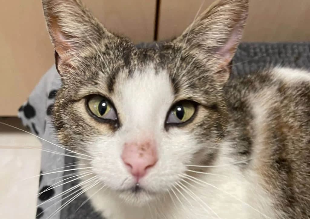 Ariel, white, tabby female young Mixed Breed for adoption at The Dog Rose), Dogrose