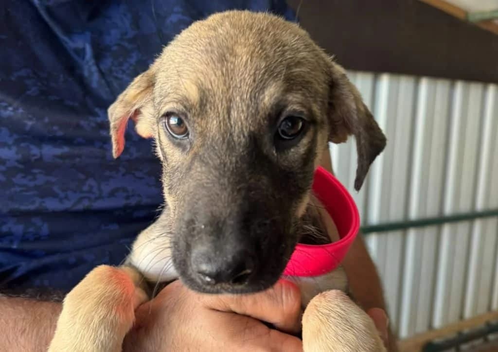 Arya, brown female puppy Mixed Breed for adoption at The Dog Rose), Dogrose