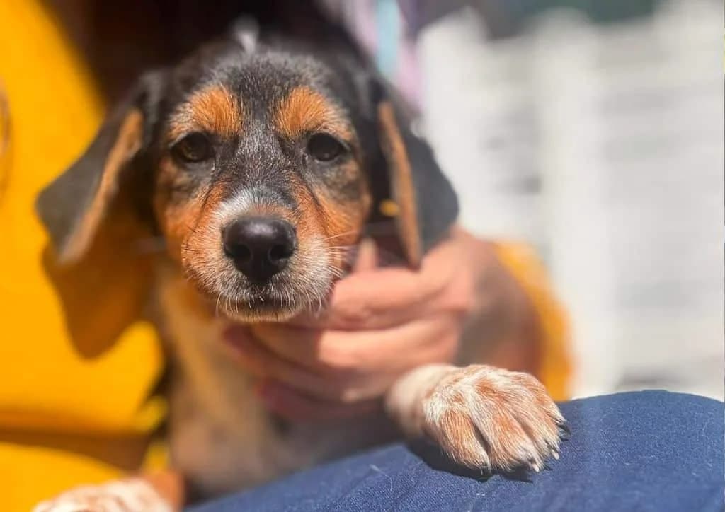 Becky, brown, white, black female puppy Mixed Breed for adoption at The Dog Rose), Dogrose