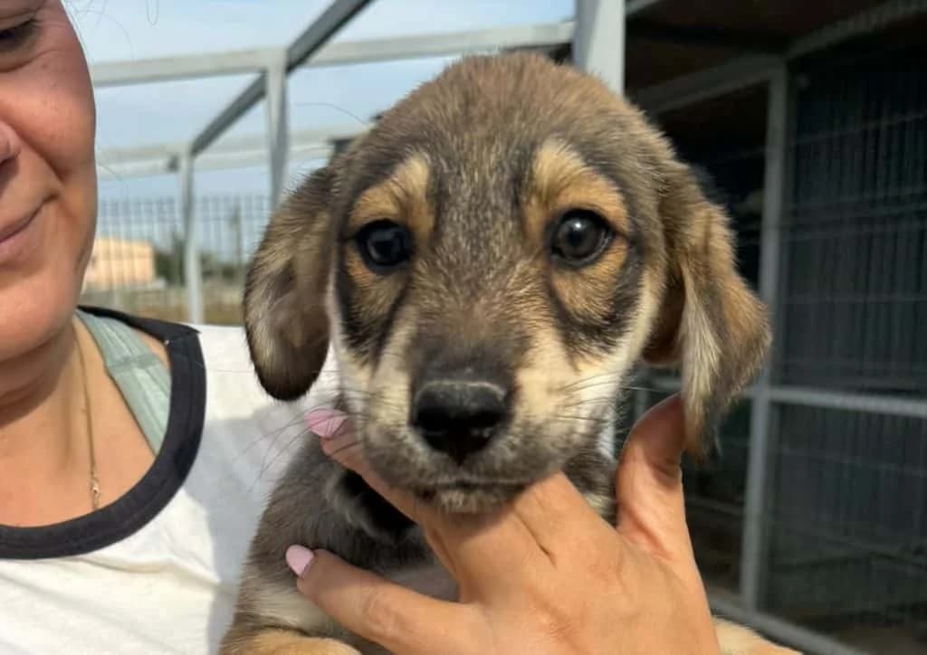 Benny, brown, white male puppy Mixed Breed for adoption at The Dog Rose), Dogrose