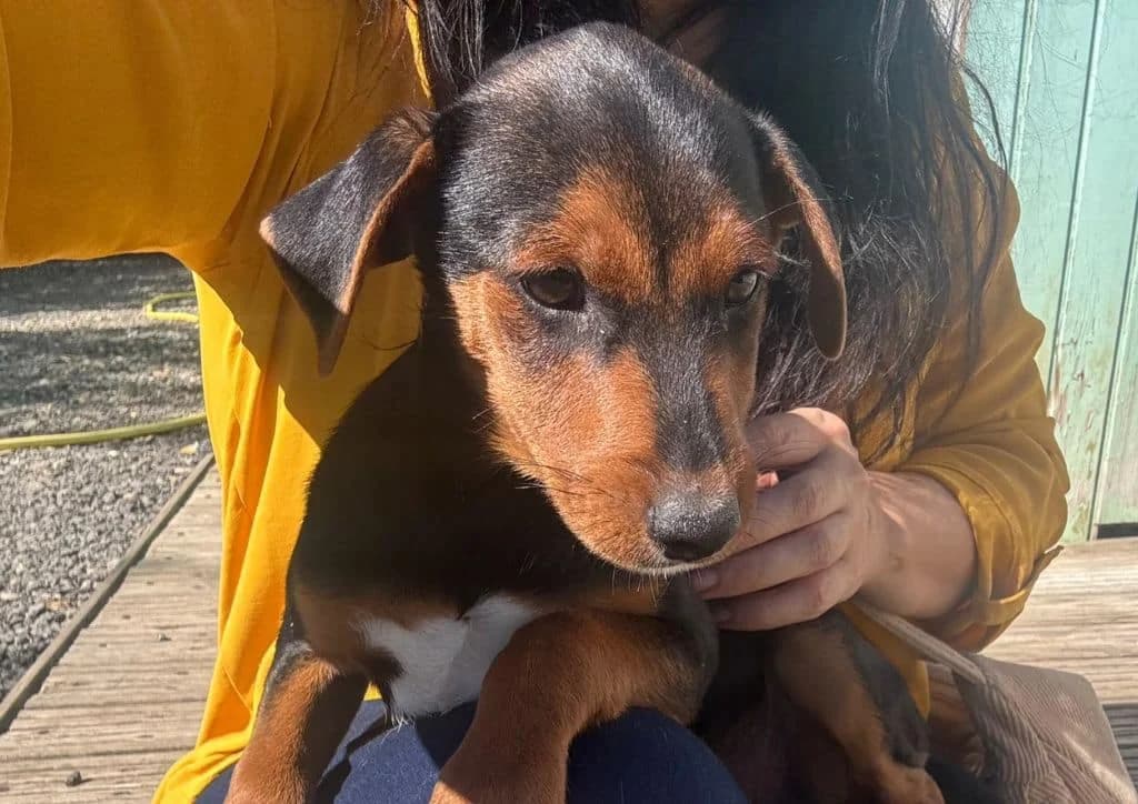 Bigley, brown, white, black male puppy Mixed Breed for adoption at The Dog Rose), Dogrose