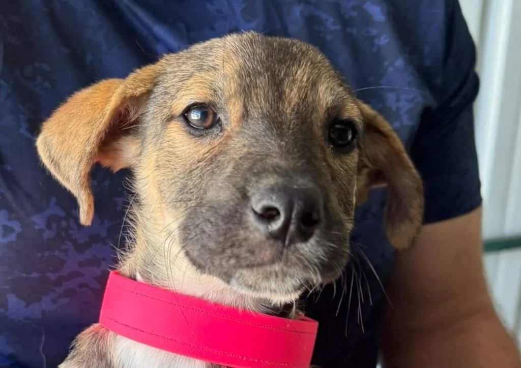 Billia, brown, white female puppy Mixed Breed for adoption at The Dog Rose), Dogrose