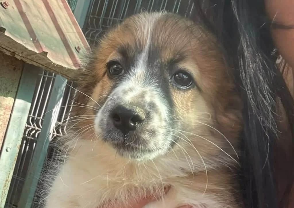 Bino, brown, white, black male puppy Mixed Breed for adoption at The Dog Rose), Dogrose