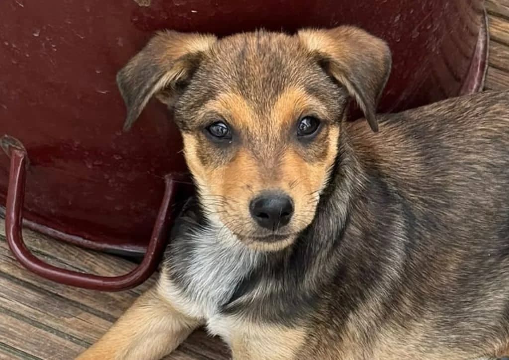 Bono, brown, white, black male puppy Mixed Breed for adoption at The Dog Rose), Dogrose