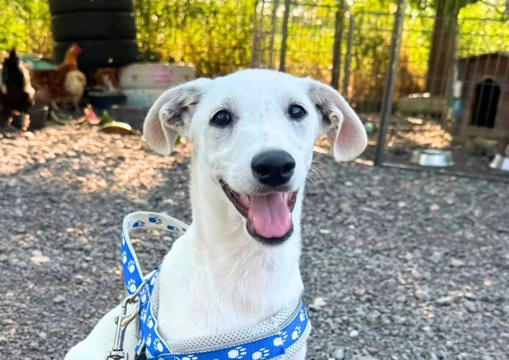 Bounty, white male puppy Mixed Breed for adoption at The Dog Rose), Dogrose