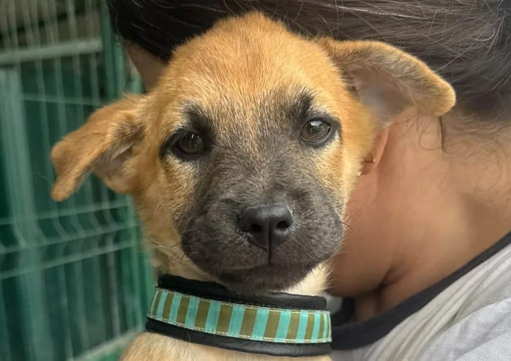 Chowey, beige female puppy Mixed Breed for adoption at The Dog Rose), Dogrose